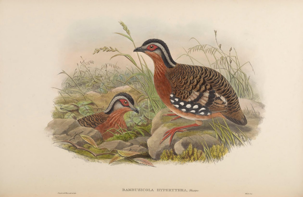 Bambusicola hyperythra = Arborophila hyperythra af John Gould