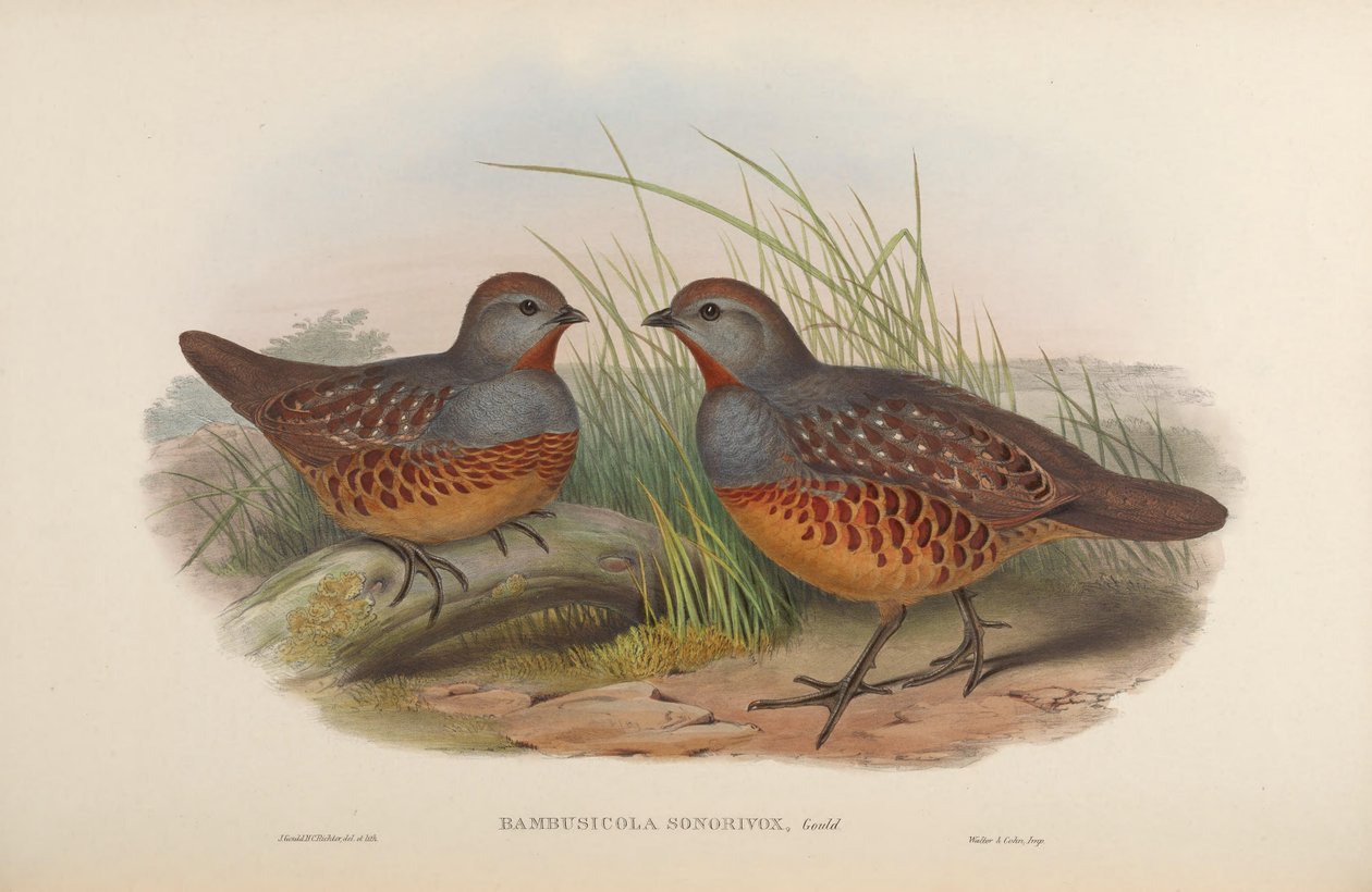 Bambusicola sonorivox = Bambusicola thoracicus sonorivox af John Gould