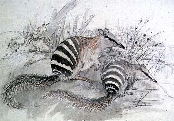 Myresluger med bånd, 1800-tallet (blyant og vask) af John Gould