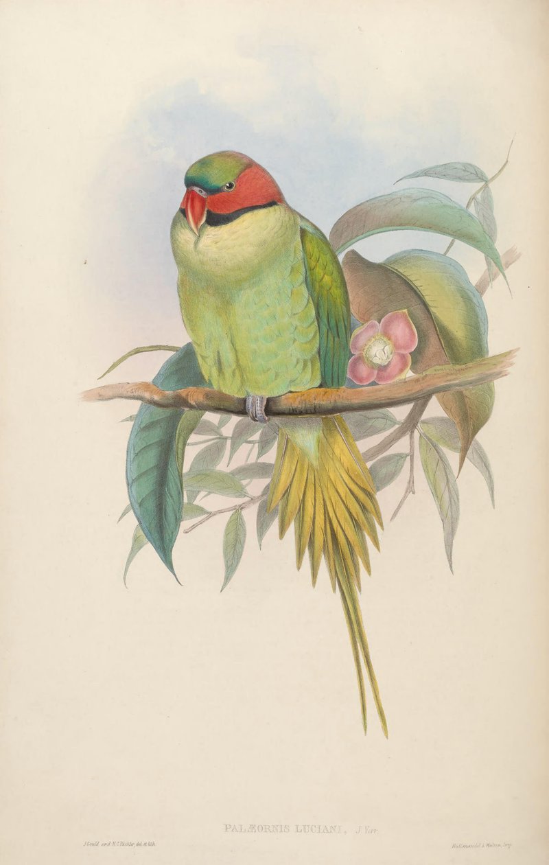 Fugle i Asien af John Gould