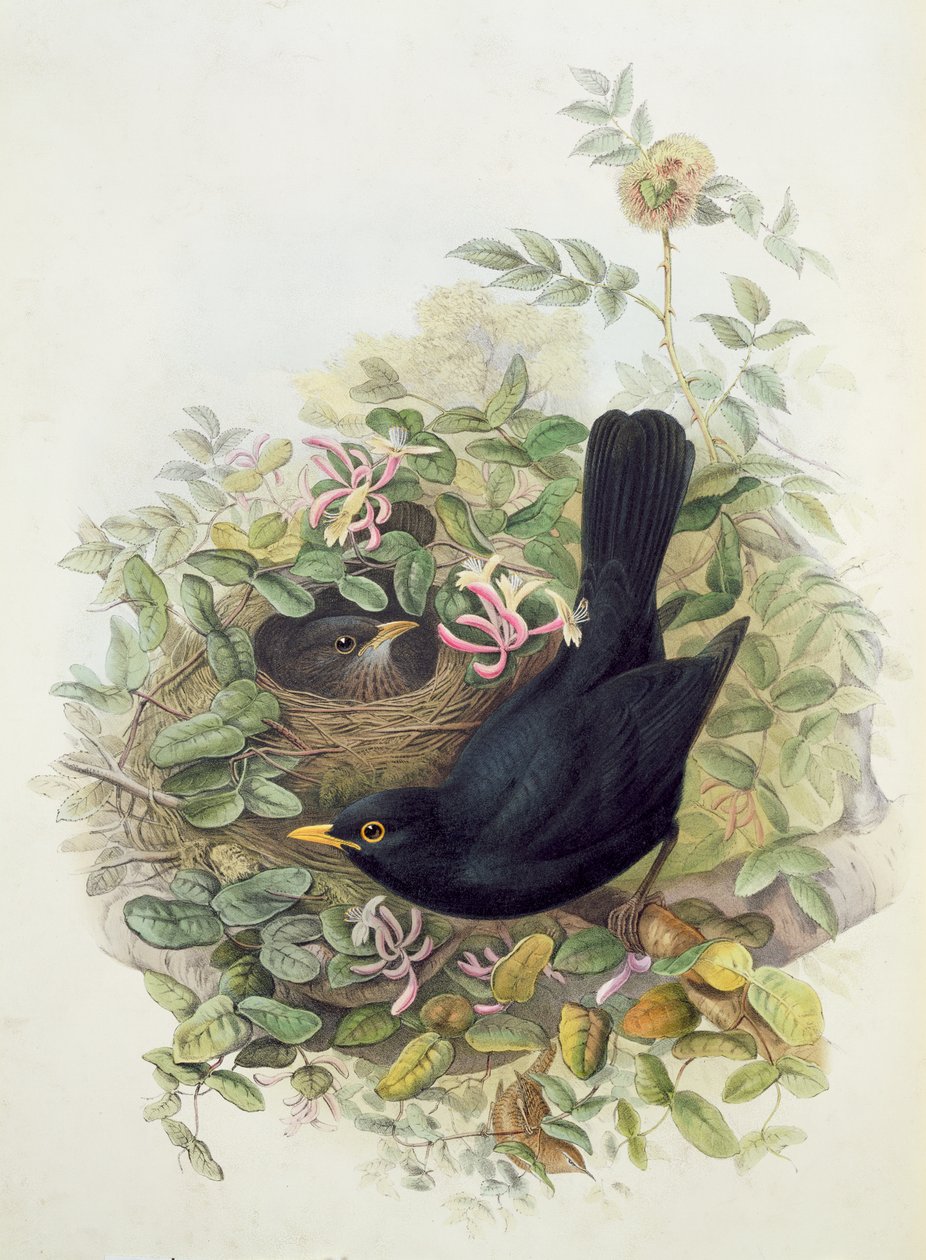 Blackbird, 1873 (blyant, wc på papir) af John Gould
