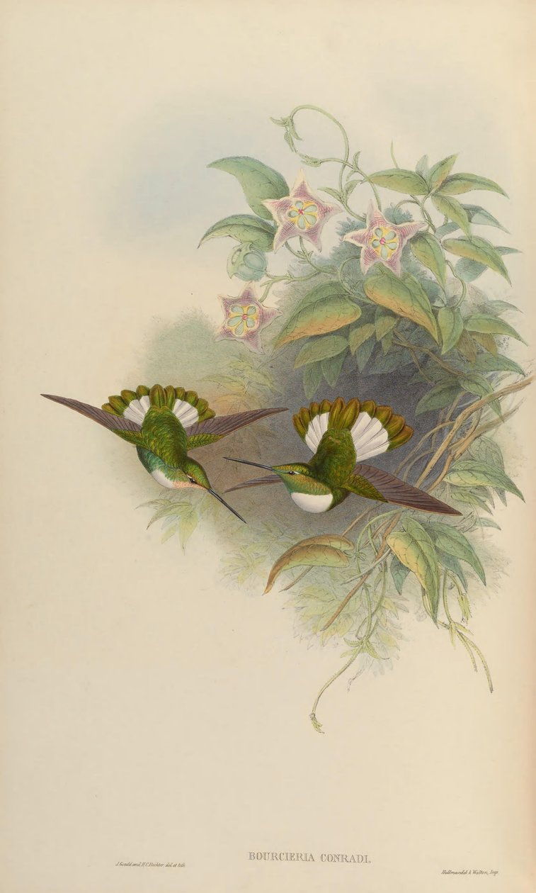 Bourciera conradi = Coeligena torquata conradii af John Gould