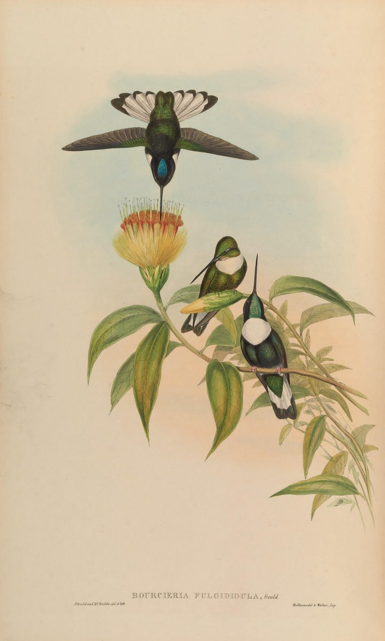Bourciera fulgidigula = Coeligena torquata af John Gould