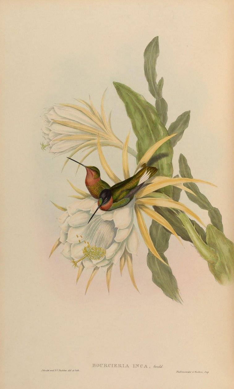 Bourciera inca = Coeligena torquata inca af John Gould