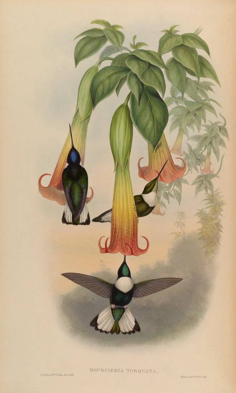 Bourciera torquata = Coeligena torquata af John Gould