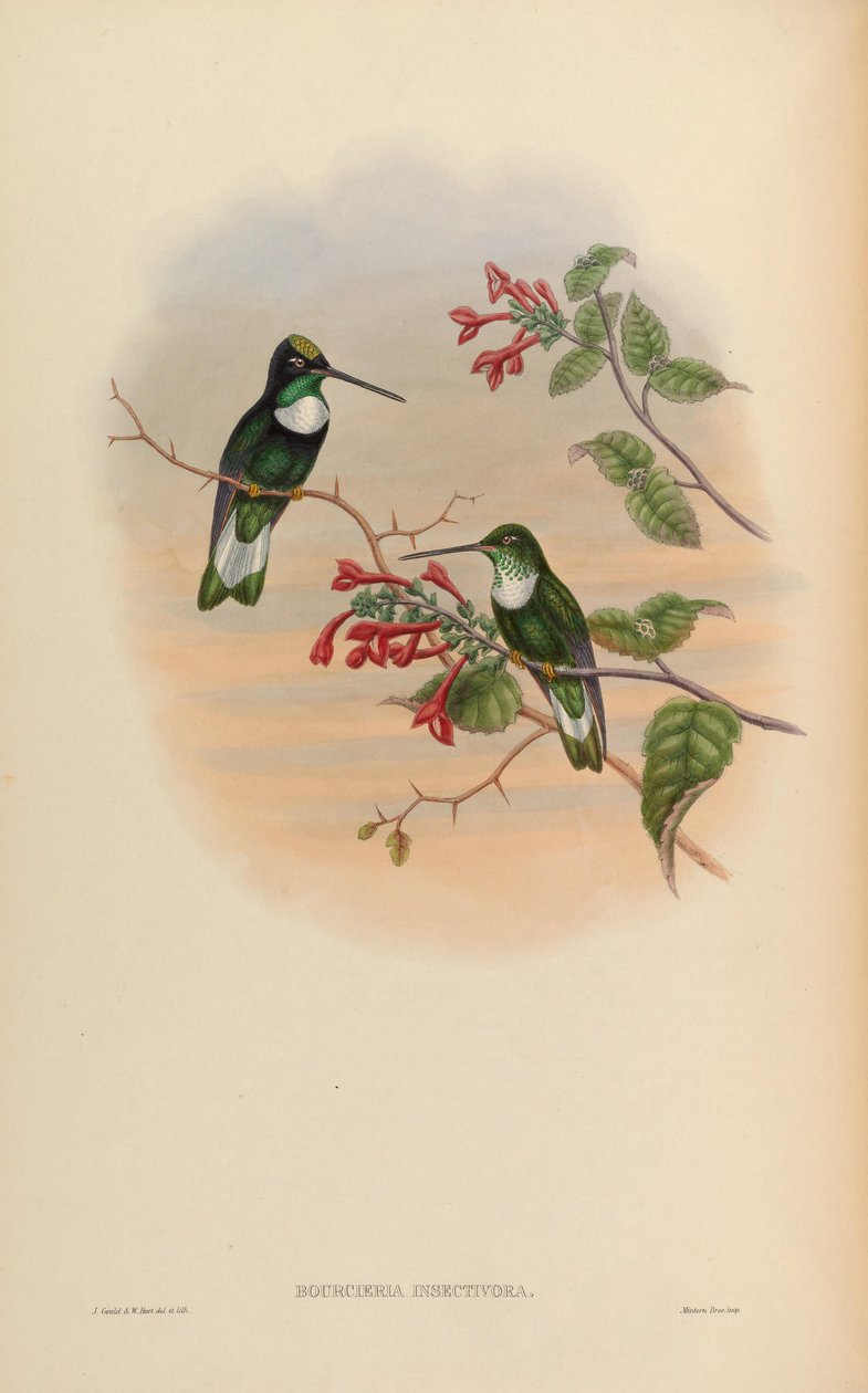 Bourcieria insectivora = Coeligena torquata insectivora af John Gould
