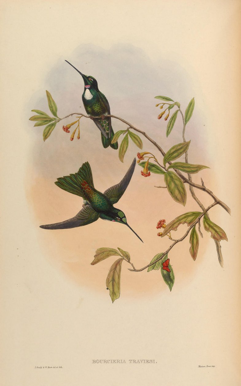 Bourcrieria insectivora = Coeligena torquata torquata af John Gould