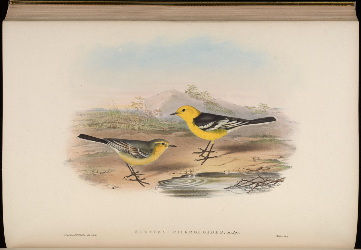 Budytes citreoloides = Motacilla citreolus citreoloides af John Gould