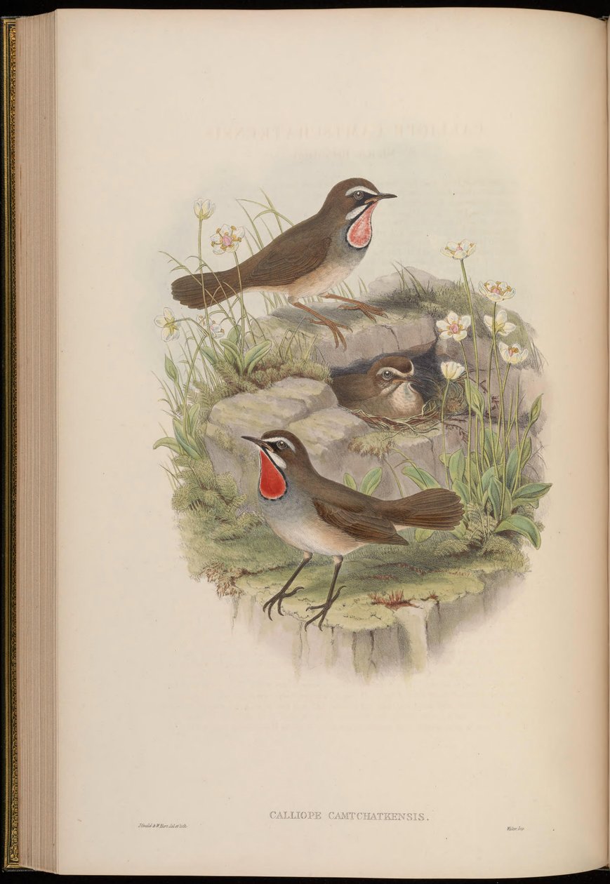 Calliope camtschatkensis = Luscinia calliope camtschatkensis [] af John Gould