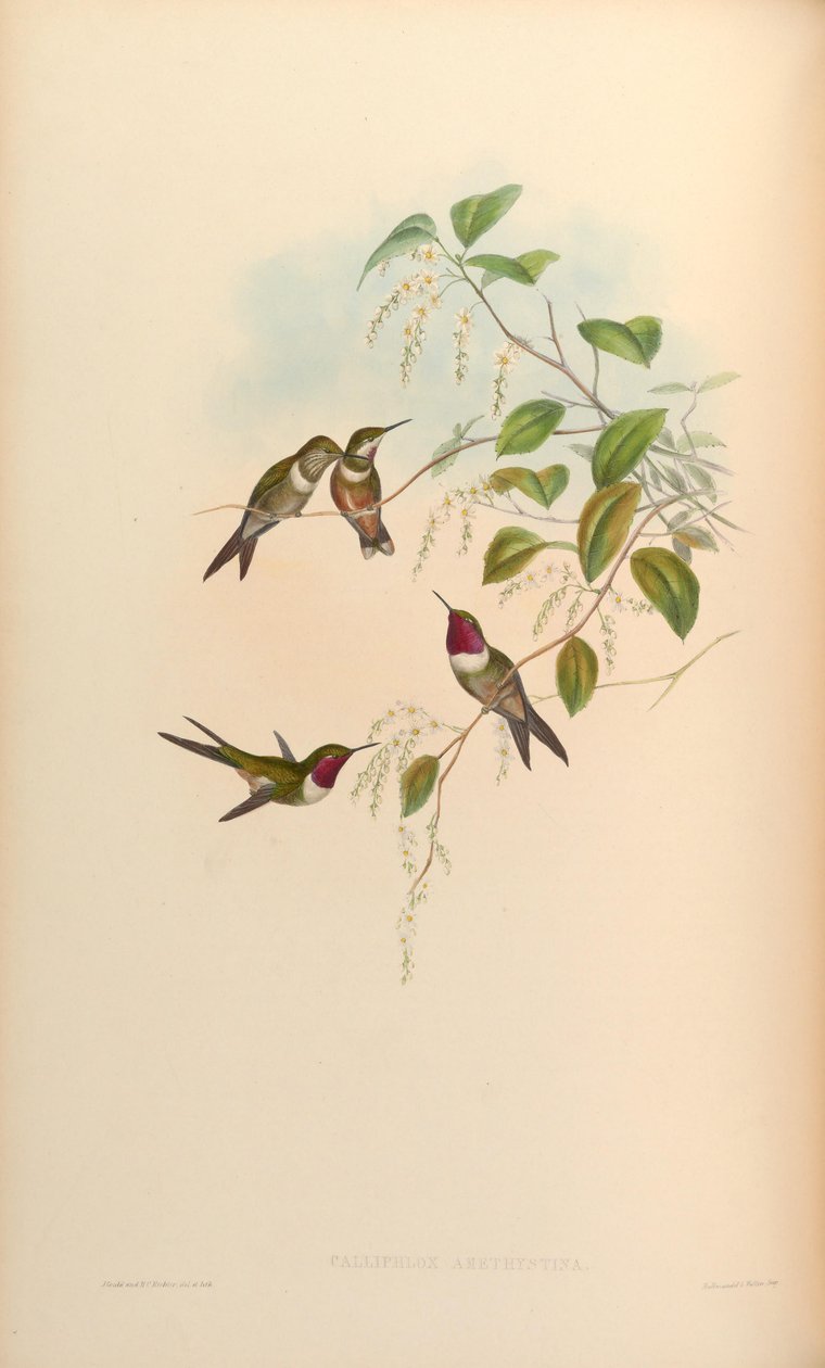 Calliphlox amethystina af John Gould