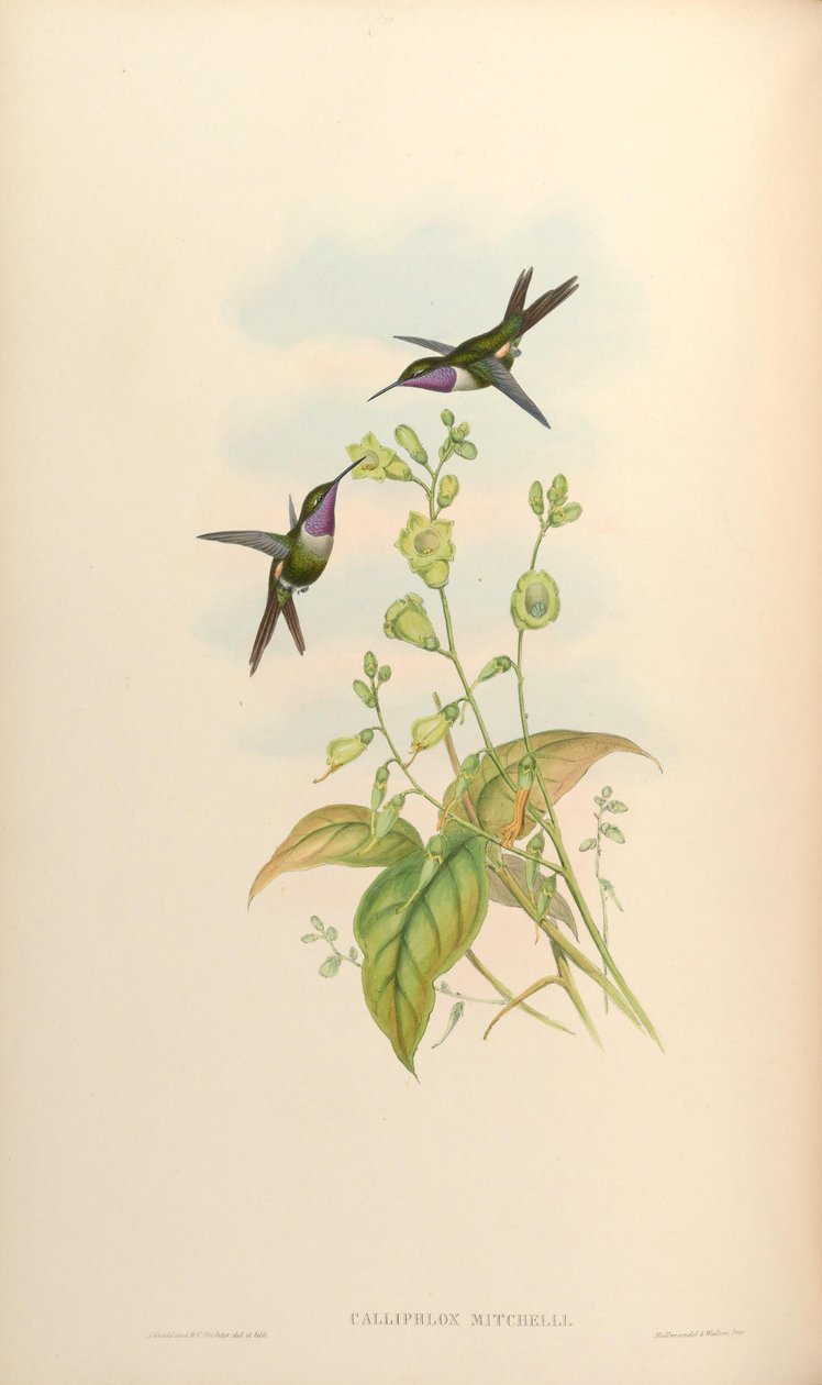 Calliphlox mitchelli af John Gould