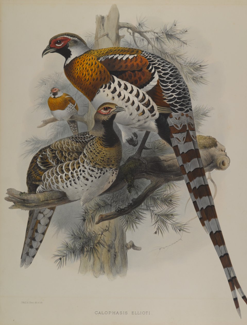 Calophasis Ellioti af John Gould