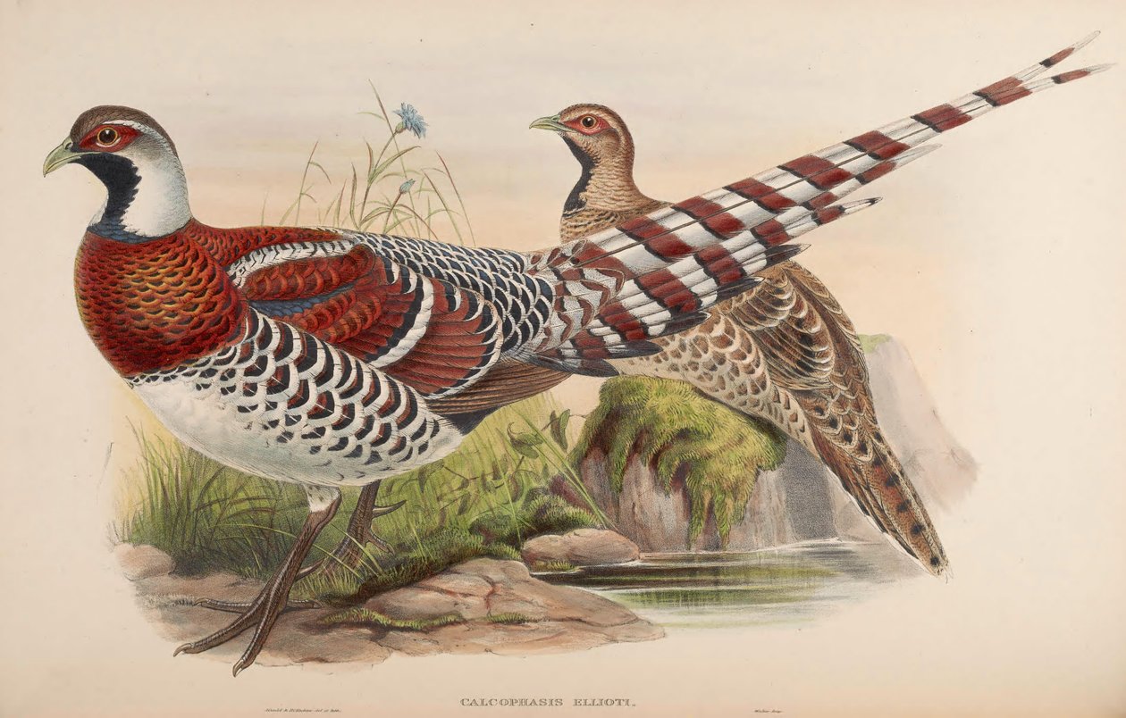 Kalofasis ellioti = Wire ellioti af John Gould