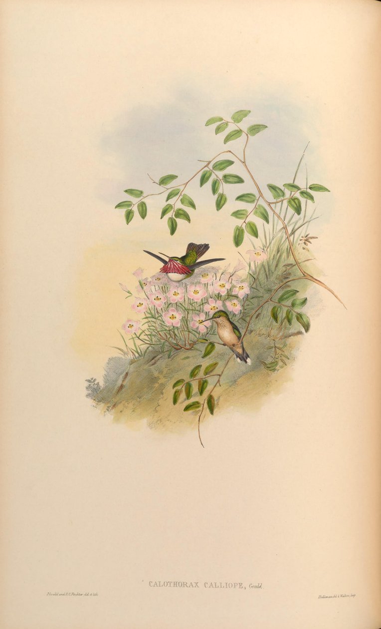 Calothorax calliope = Stellula calliope af John Gould
