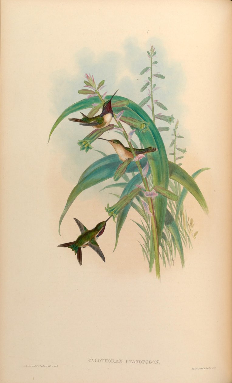 Calothorax cyanopogon = Calothorax lucifer cyanopogon af John Gould