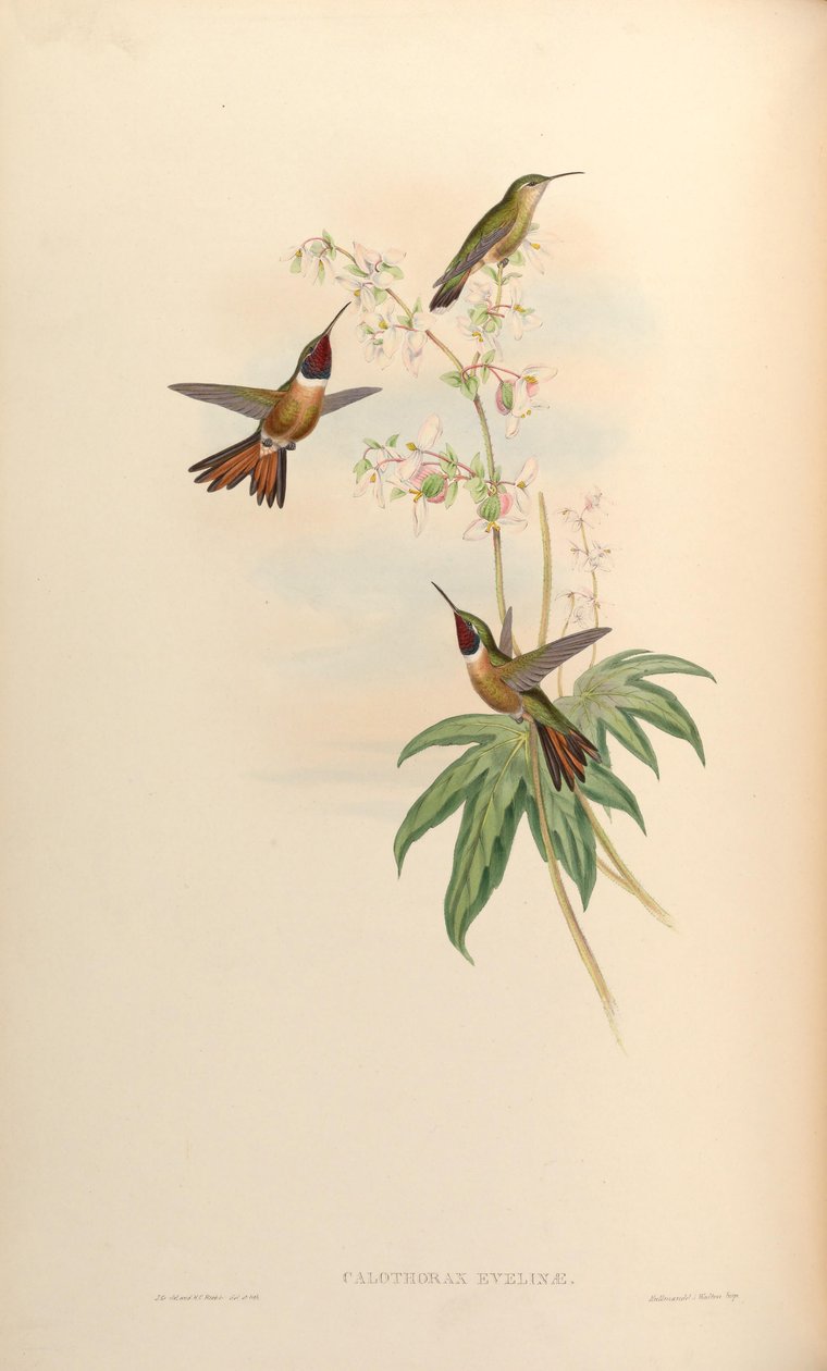Calothorax evelinae = Calliphlox evelynae af John Gould