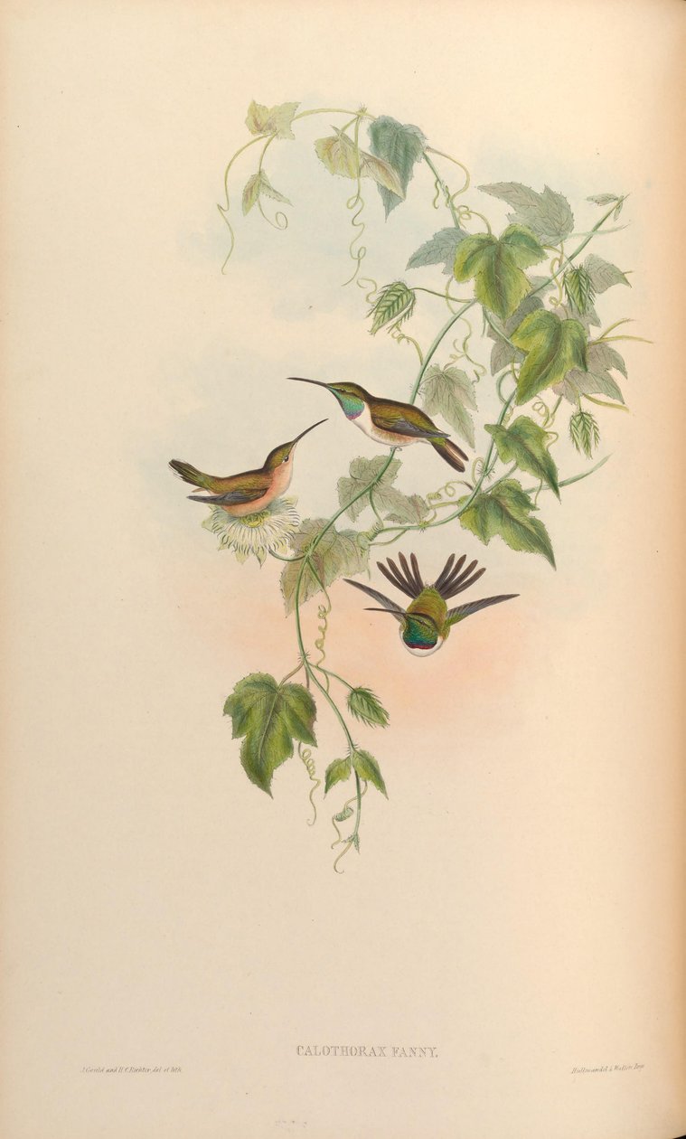 Calothorax fanny = Myrtis fanny af John Gould
