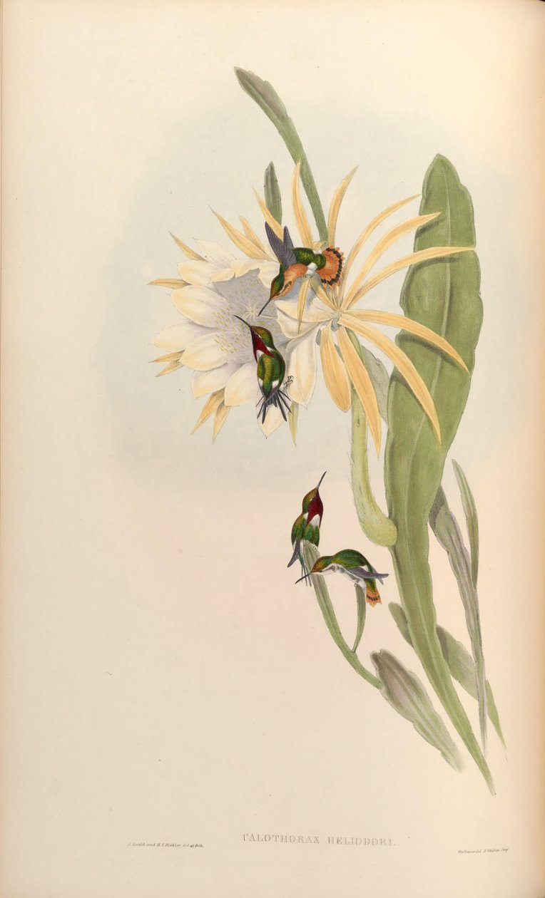 Calothorax heliodor = Chaetocercus heliodor af John Gould
