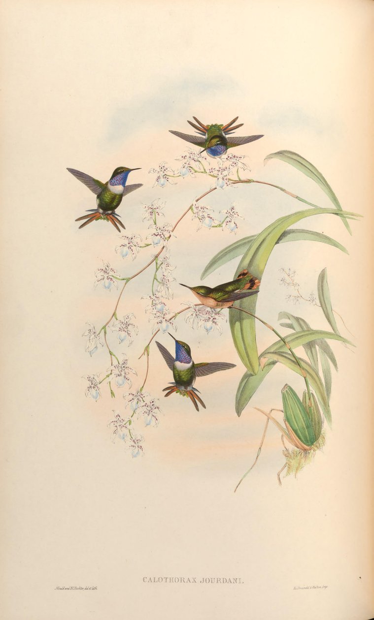 Calothorax jourdani = Chaetocercus jourdanii af John Gould
