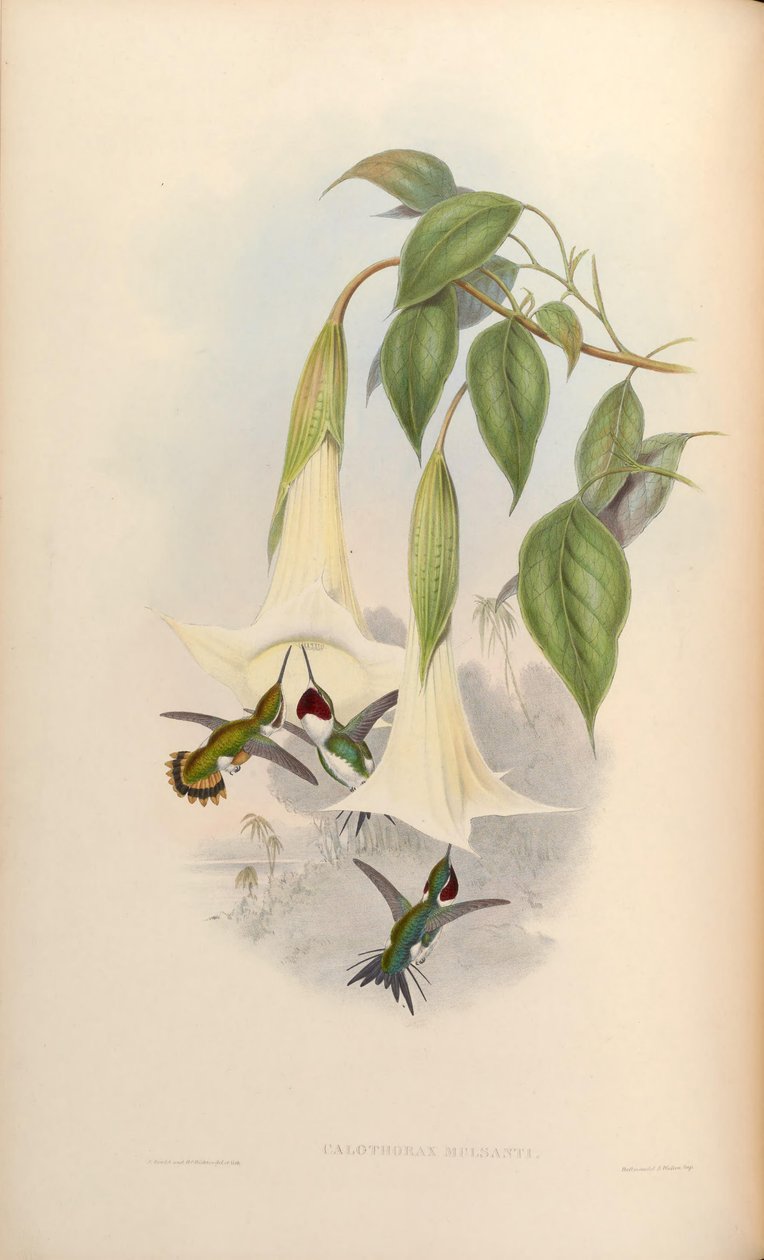 Calothorax mulsanti = Chaetocercus mulsant af John Gould