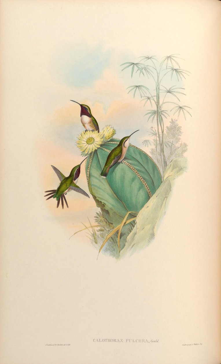 Calothorax af John Gould