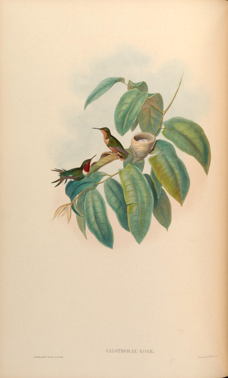 Calothorax rose = Chaetocercus jourdanii rose af John Gould