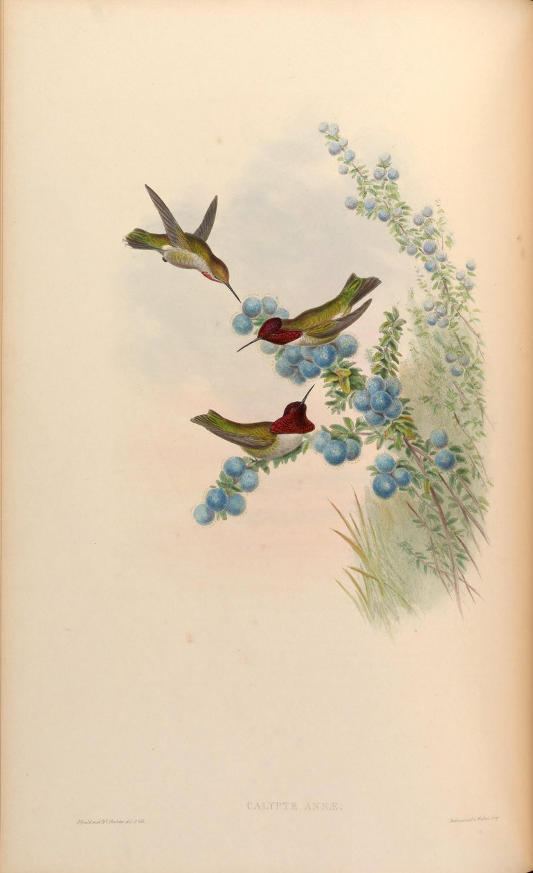 Calypte anna af John Gould