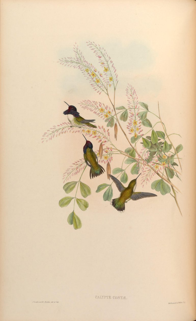 Calypte costae af John Gould