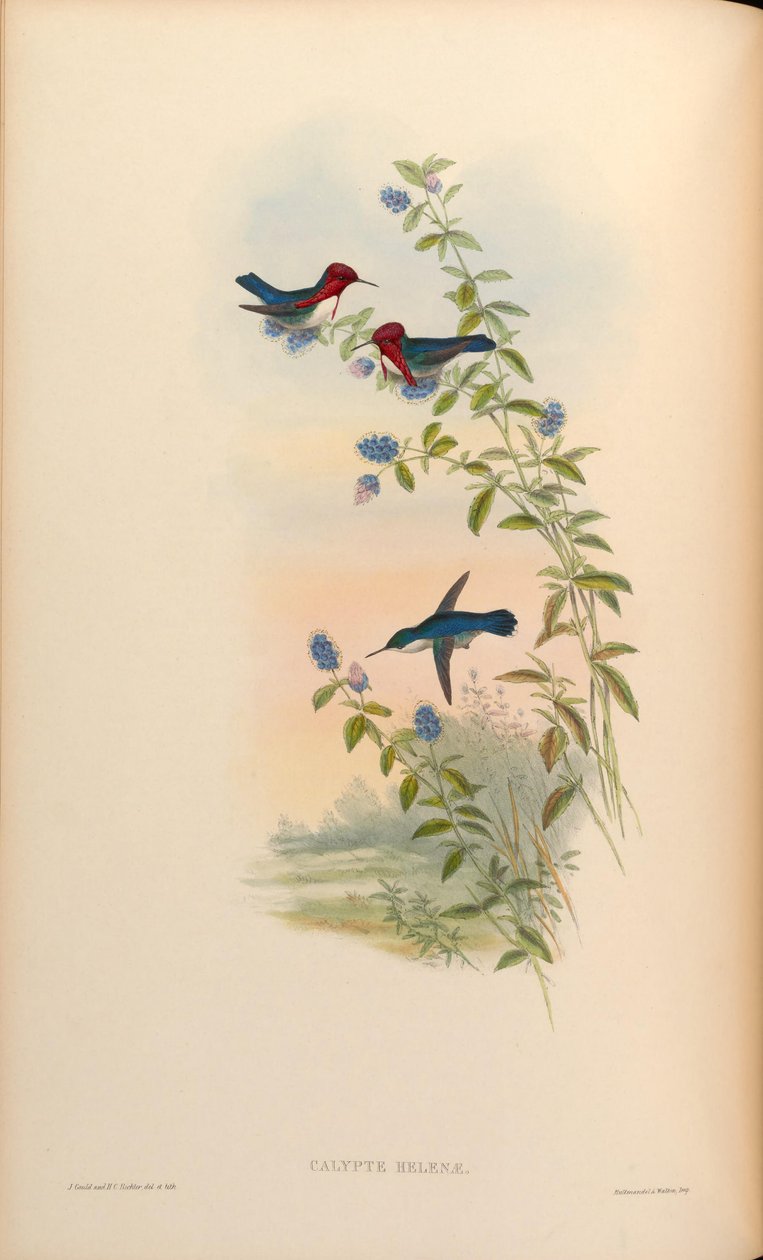Calypte helenae = Mellisuga helenae af John Gould