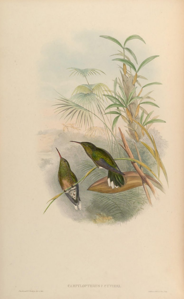 Campylopterus cuvierii = Phaeochroa cuvierii maculicauda af John Gould