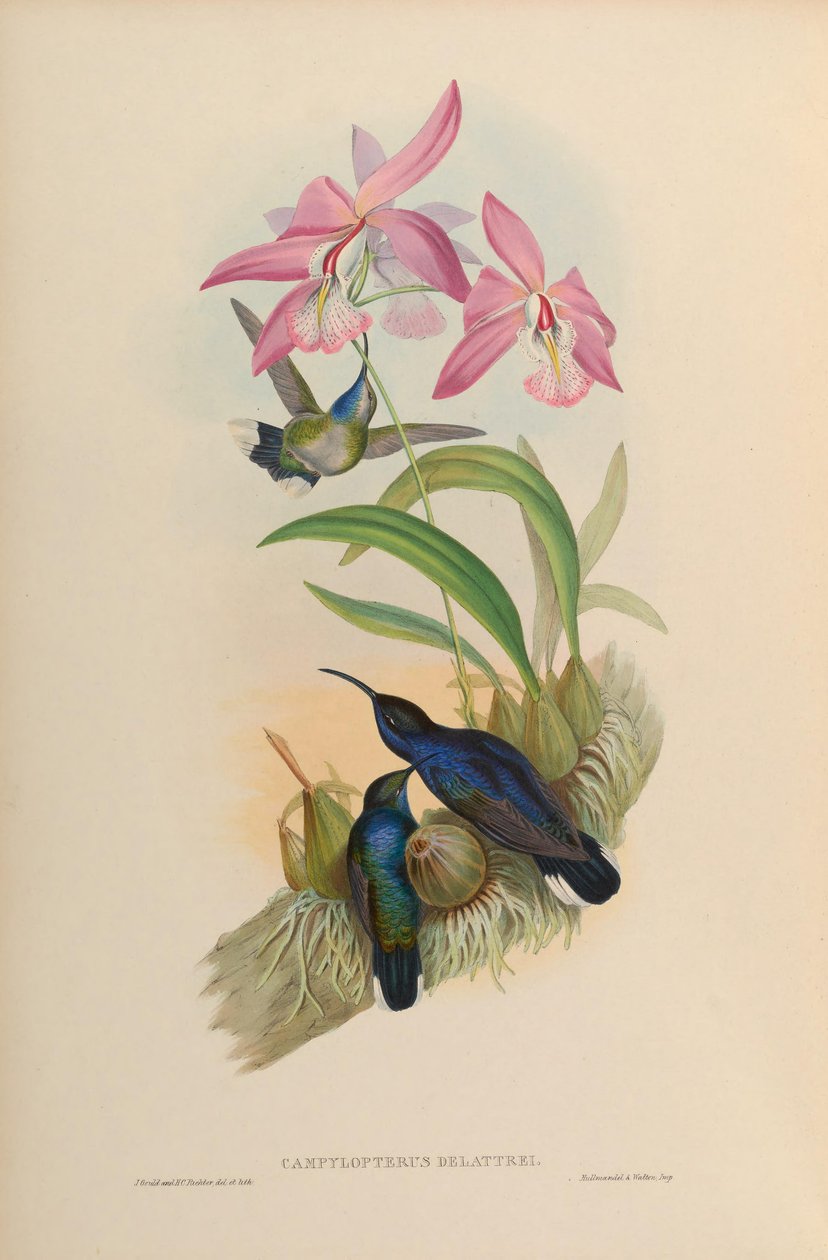 Campylopterus delattrei = Campylopterus hemileucurus hemileucurus af John Gould