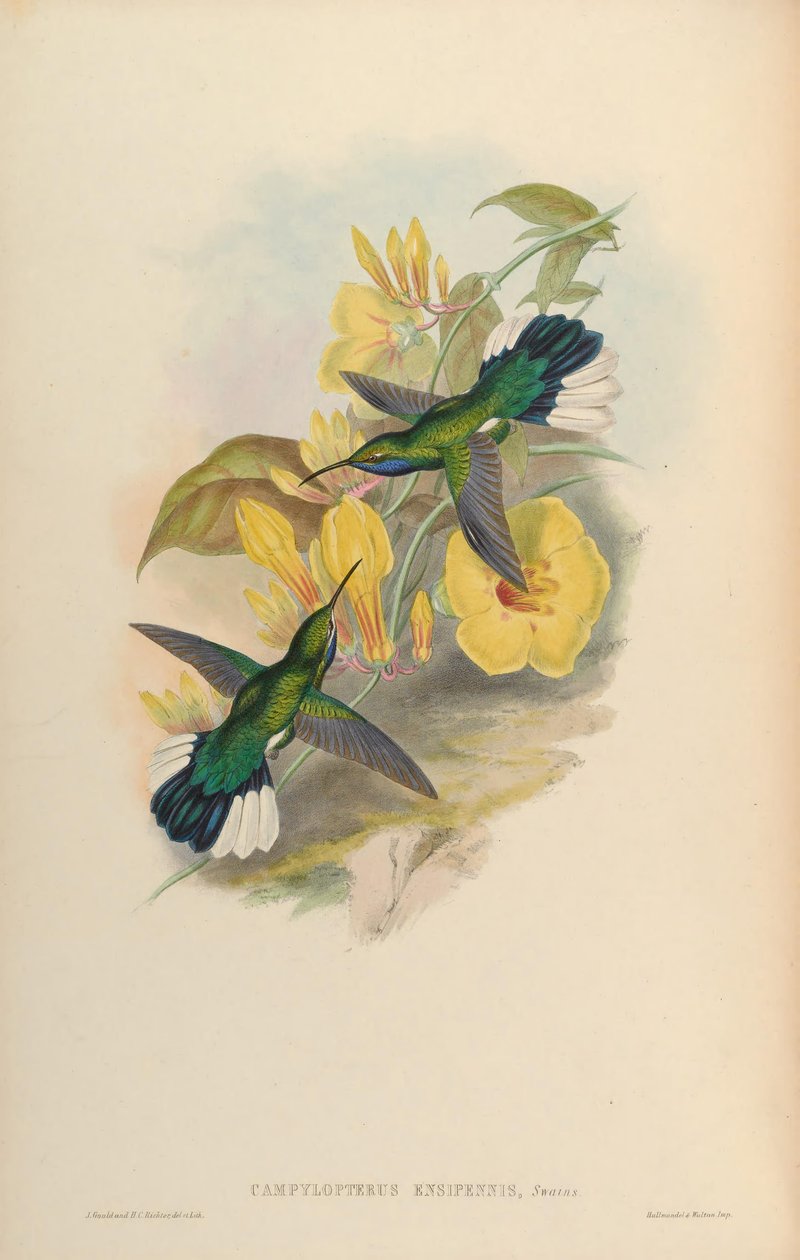 Campylopterus ensipennis af John Gould