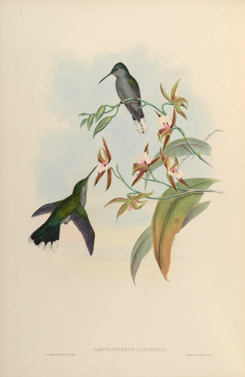 Campylopterus latipennis = Campylopterus largipennis af John Gould