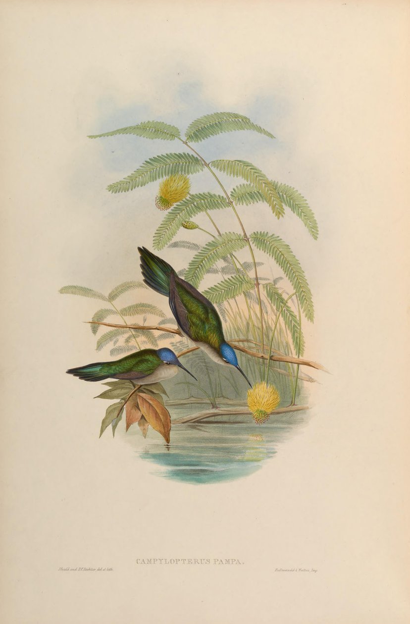 Campylopterus pampa af John Gould