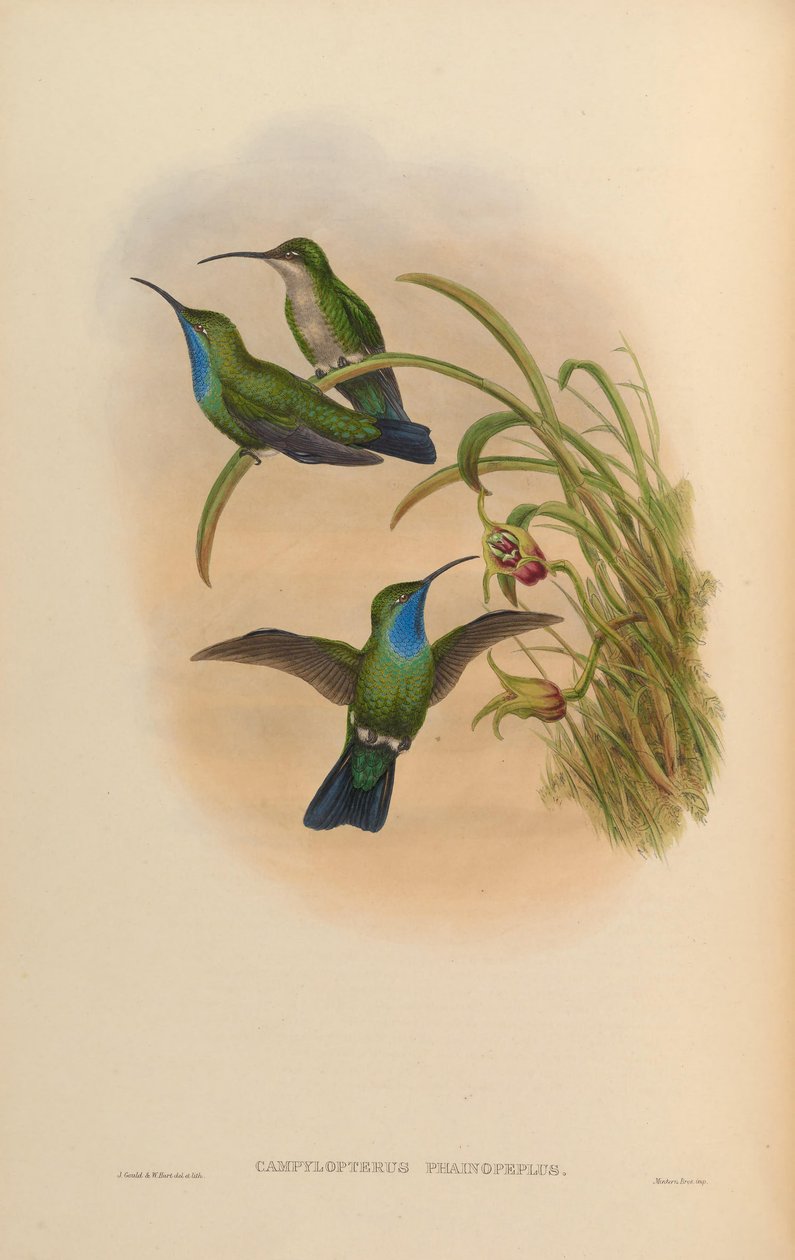 Campylopterus phainopeplus af John Gould