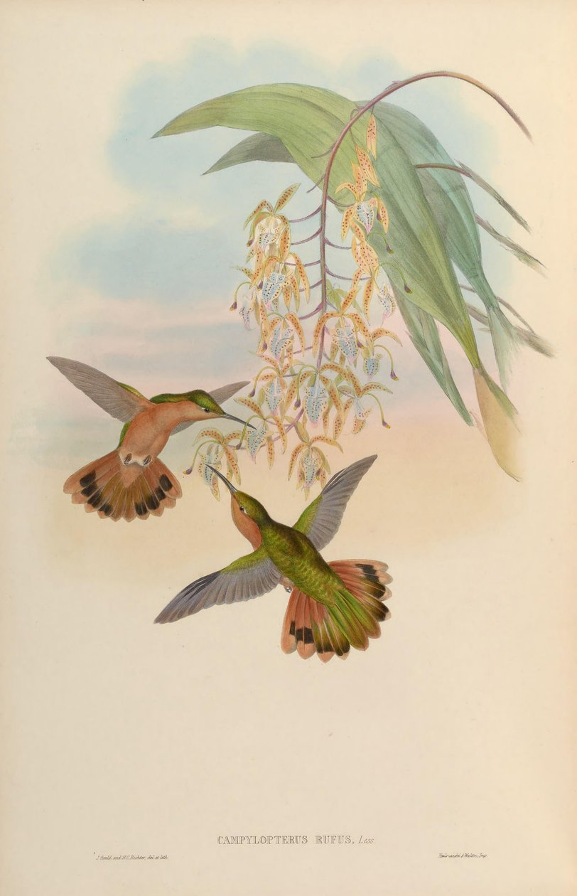 Campylopterus rufus af John Gould