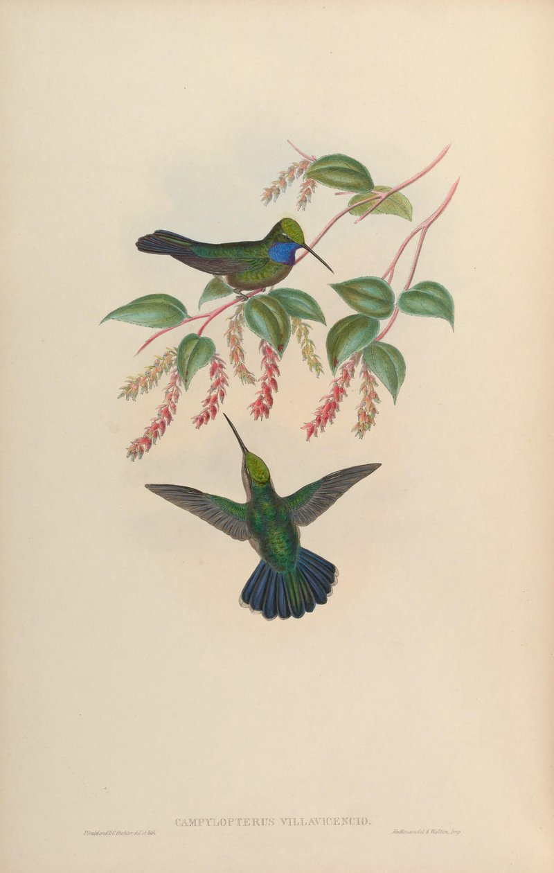 Campylopterus villaviscensio af John Gould