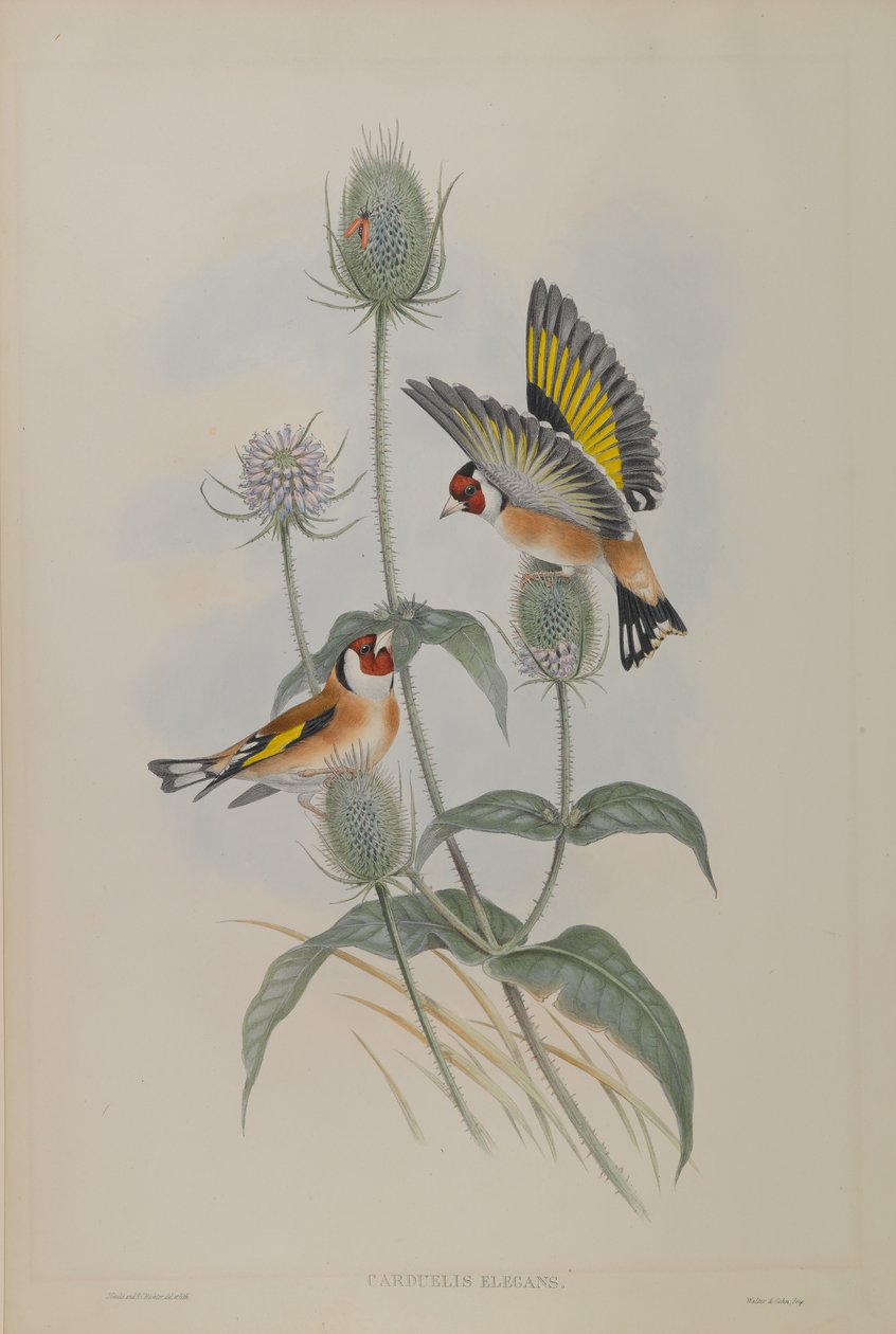 Carduelis Elegans - Guldfink af John Gould