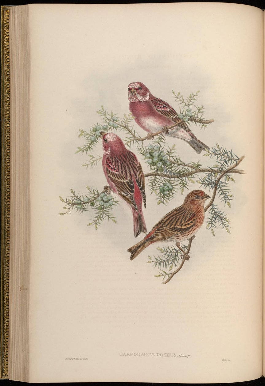 Carpodacus roseus af John Gould