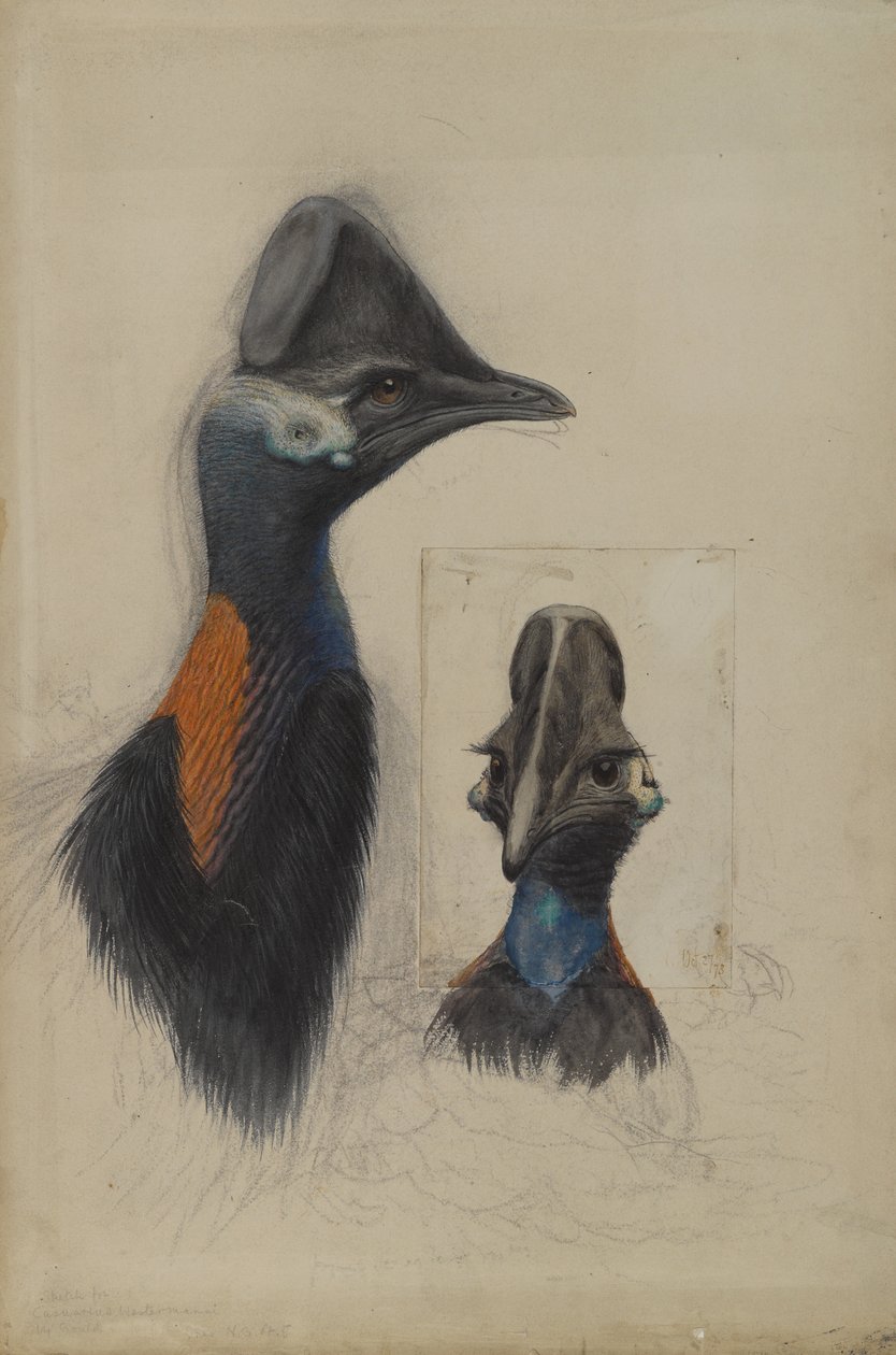 Casuarius Westerman, 1873 af John Gould