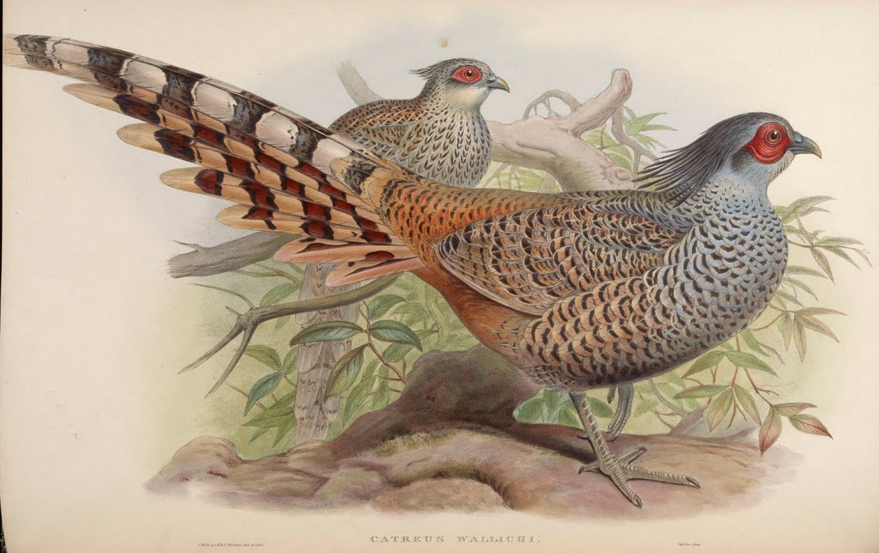 Catreus wallichii af John Gould