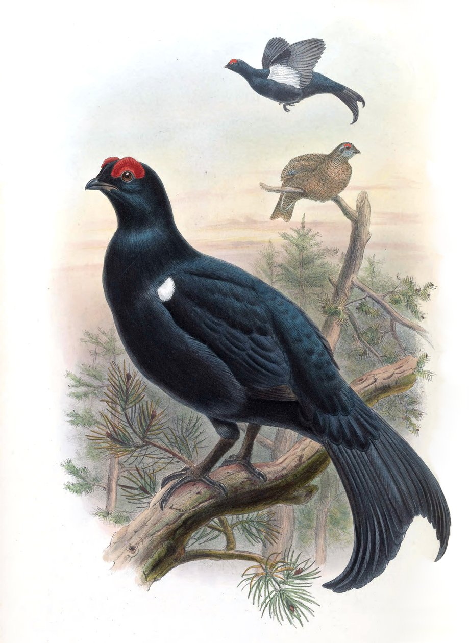 Kaukasisk rype Lyrurus mlokosiewiczi (syn. Tetrao mlokosiewiczi) af John Gould