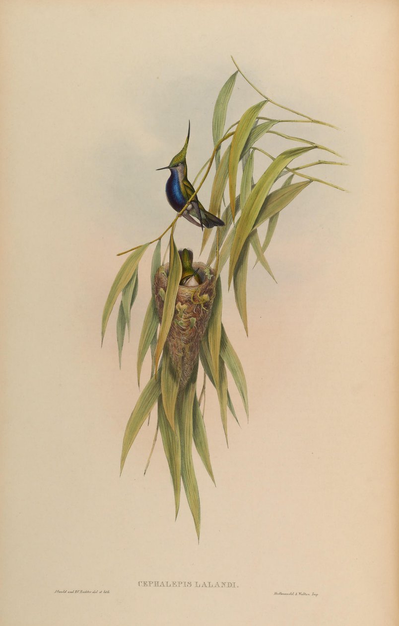 Cephallepis delalandii = Stephanoxis lalandi lalandi af John Gould