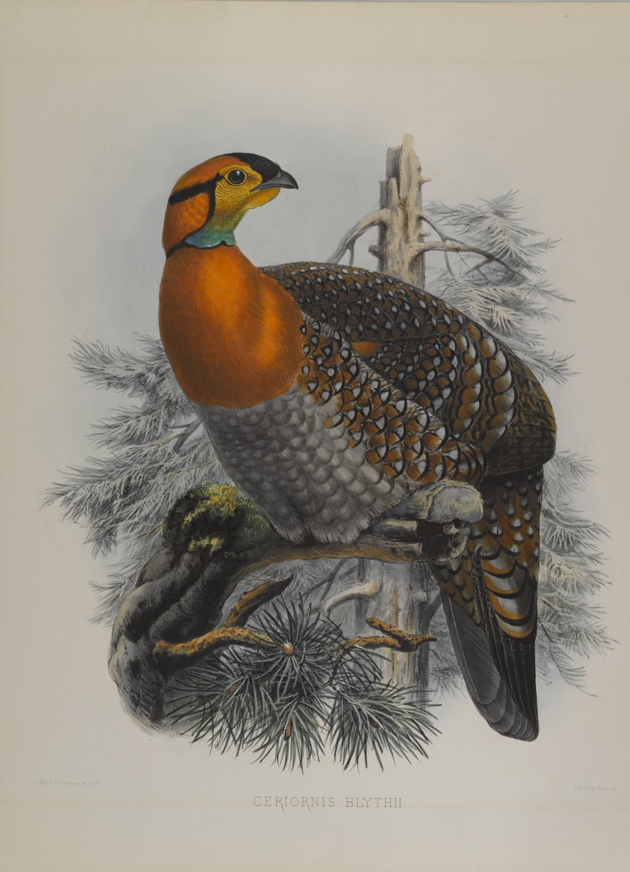 Ceriornis Blythii: Blyths Trazapan af John Gould