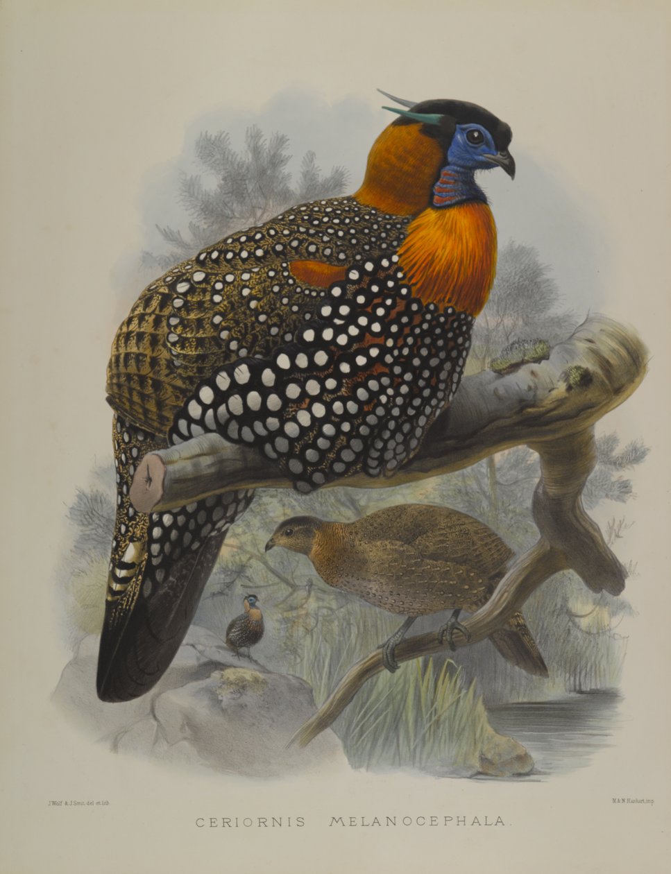 Ceriornis Melanocephala af John Gould