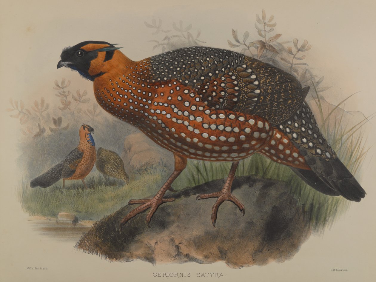 Ceriornis Satiren af John Gould