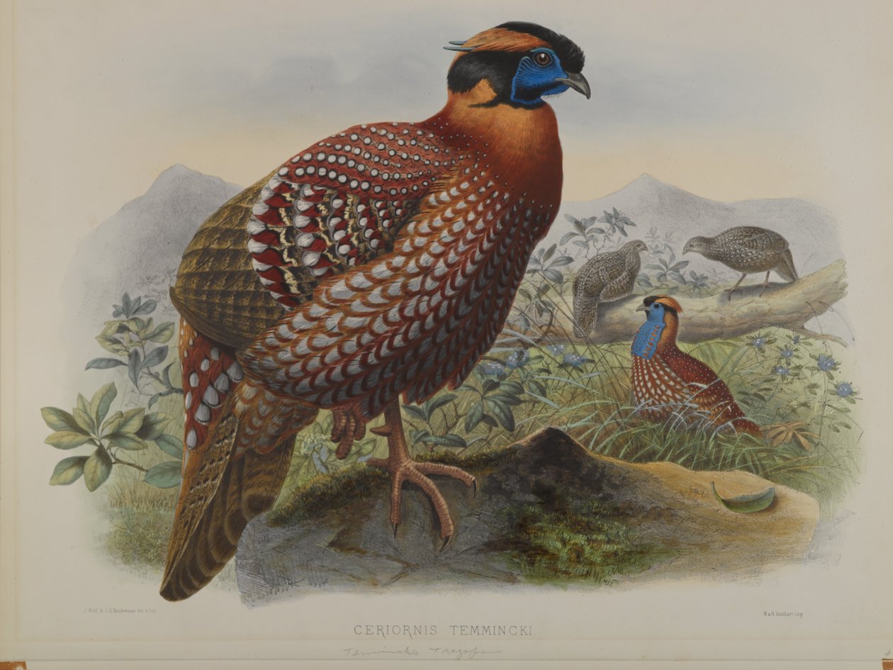 Ceriornis Temminkii: Temmincks Trazapan af John Gould