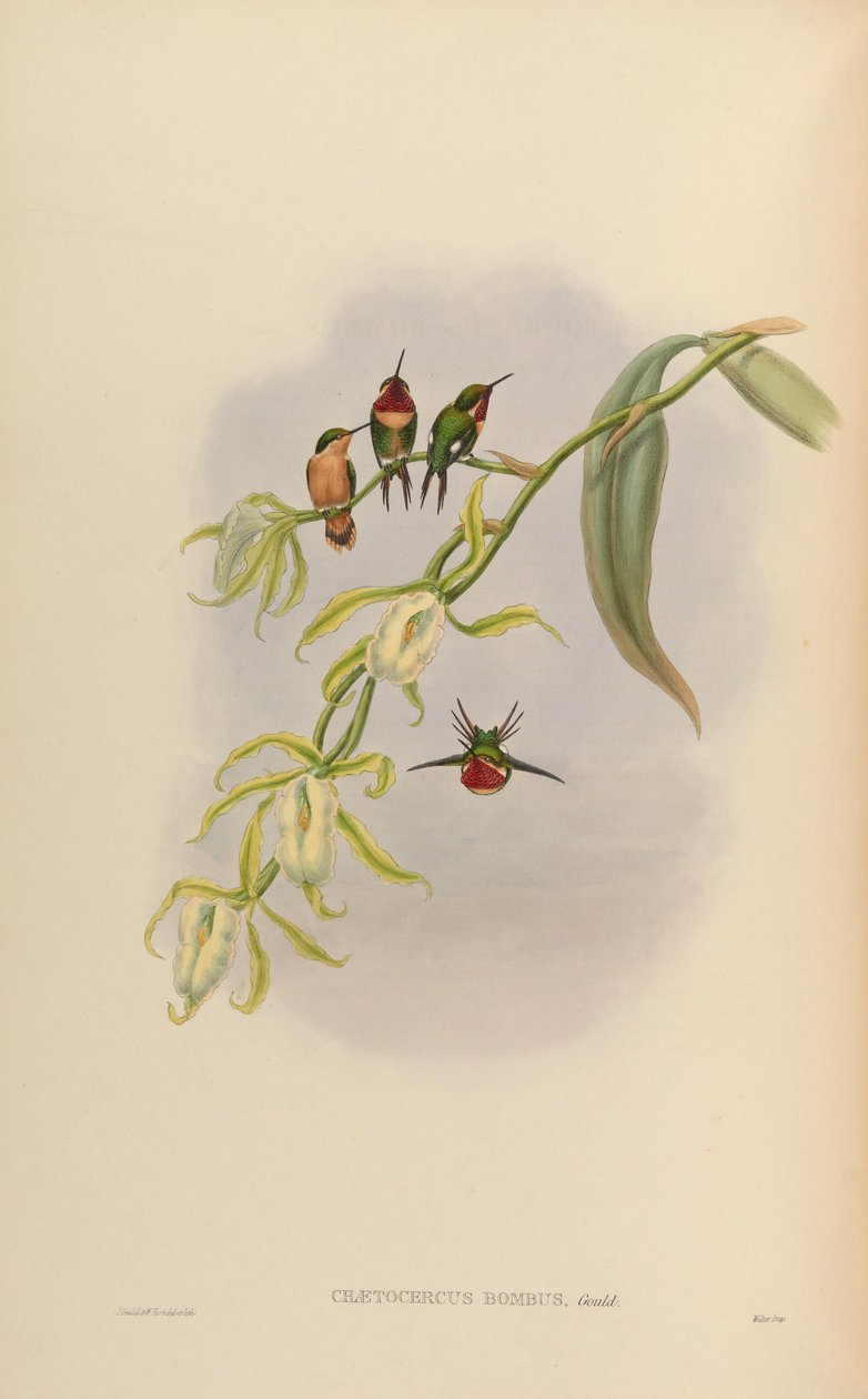 Chaetocercus bombus af John Gould