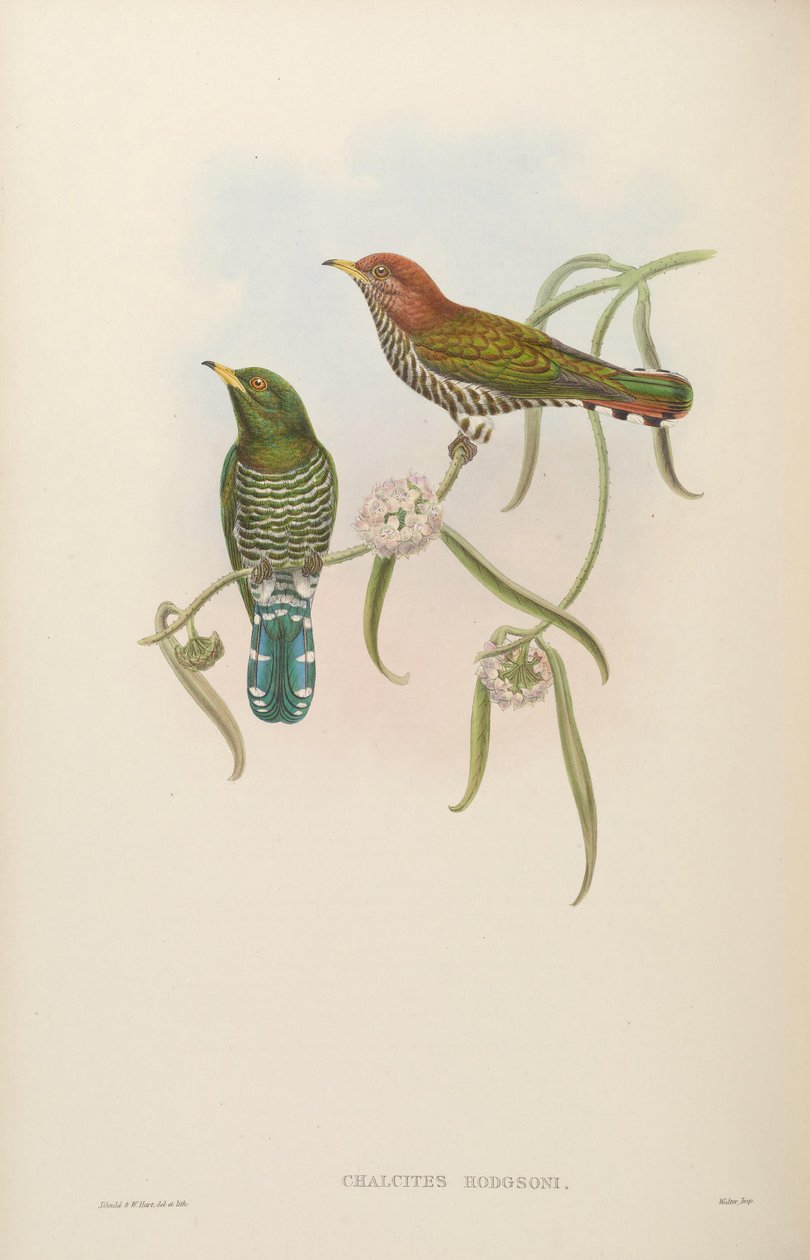 Chalcites hodgsoni = Chrysococcyx maculatus af John Gould
