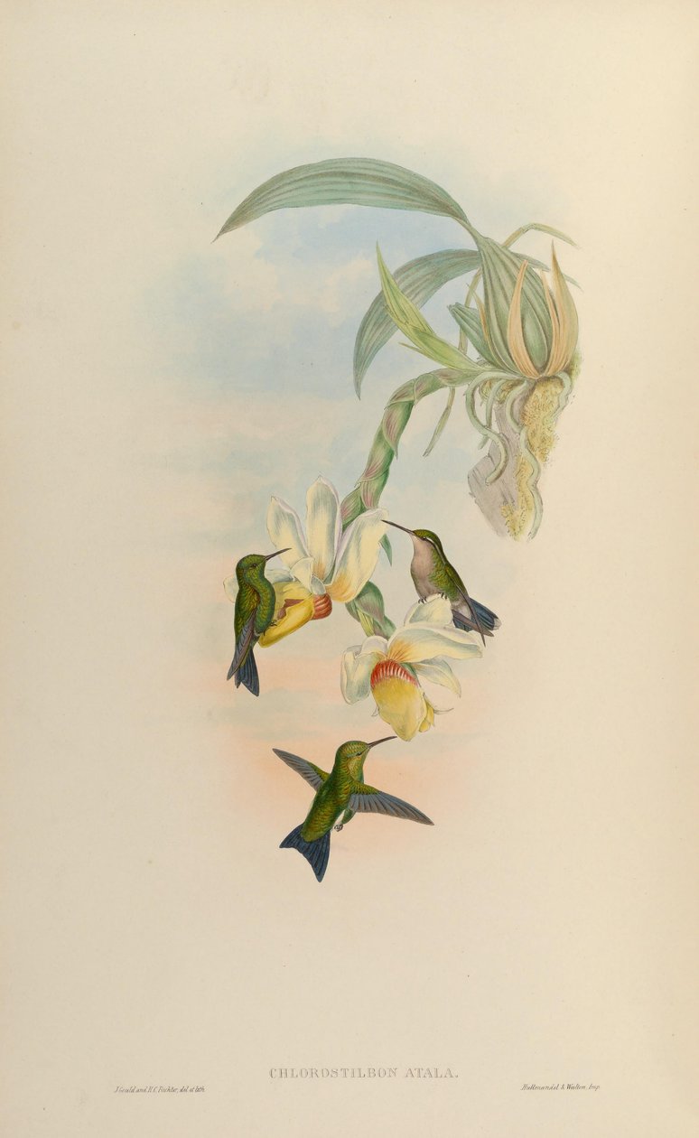 Chlorostilbon atala = Chlorostilbon mellisugus mellisugus af John Gould